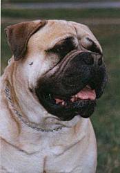 PITMAN-S-BRUNO.jpg