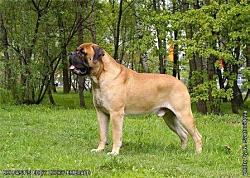 BULFAST-S-EDDY-LUCKY-EMERALD1.jpg