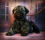 Кобель тигровый -  продан(sold)