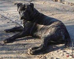 BULFAST-S-EVY-BLACK-TALE.jpg