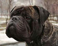 BULFAST-S-EVY-BLACK-TALE2.jpg