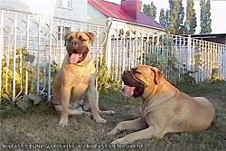 BULFAST-S-ELINA-GLORIS-KISS-BULFAST-S-ETER-VARTIF.1jpg.jpg