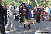 Regional Dog Show CAC, Volgograd, 14.09.2014, the expert M.Permyakov